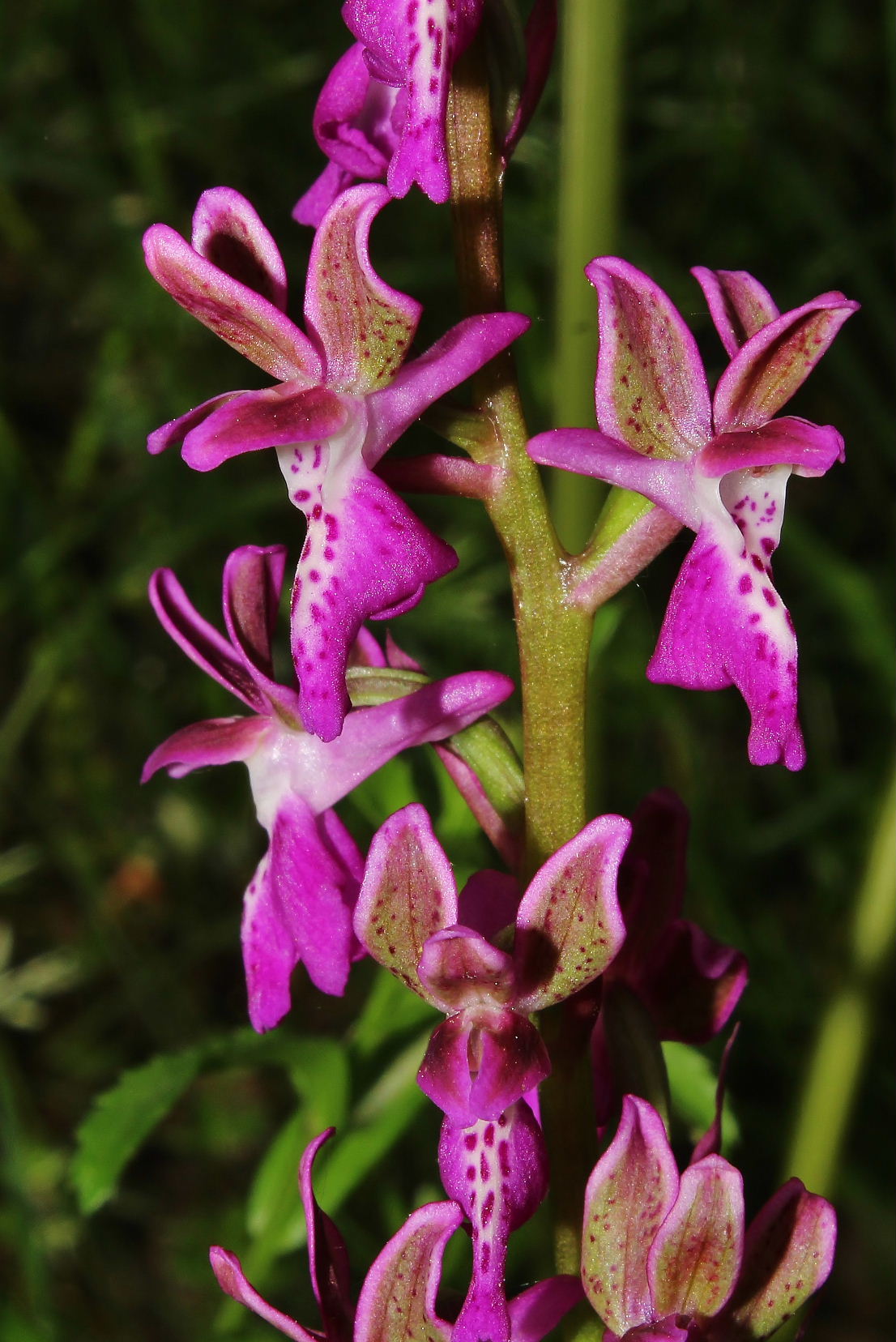 Orchis clandestina Hautz.